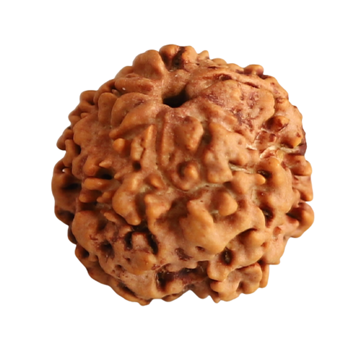 Nugwale - Ek Mukhi Nepali Rudraksha
