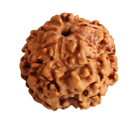 Nugwale - Ek Mukhi Nepali Rudraksha