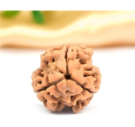 Nugwale - Teen Mukhi Nepali Rudraksha