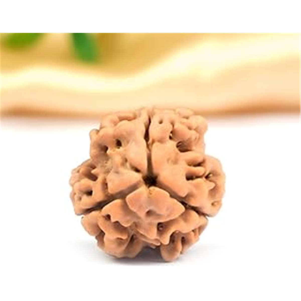 Nugwale - Teen Mukhi Nepali Rudraksha