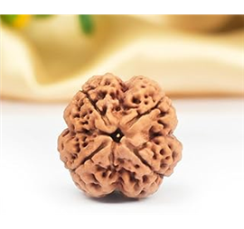 Nugwale - Chaar Mukhi Nepali Rudraksha