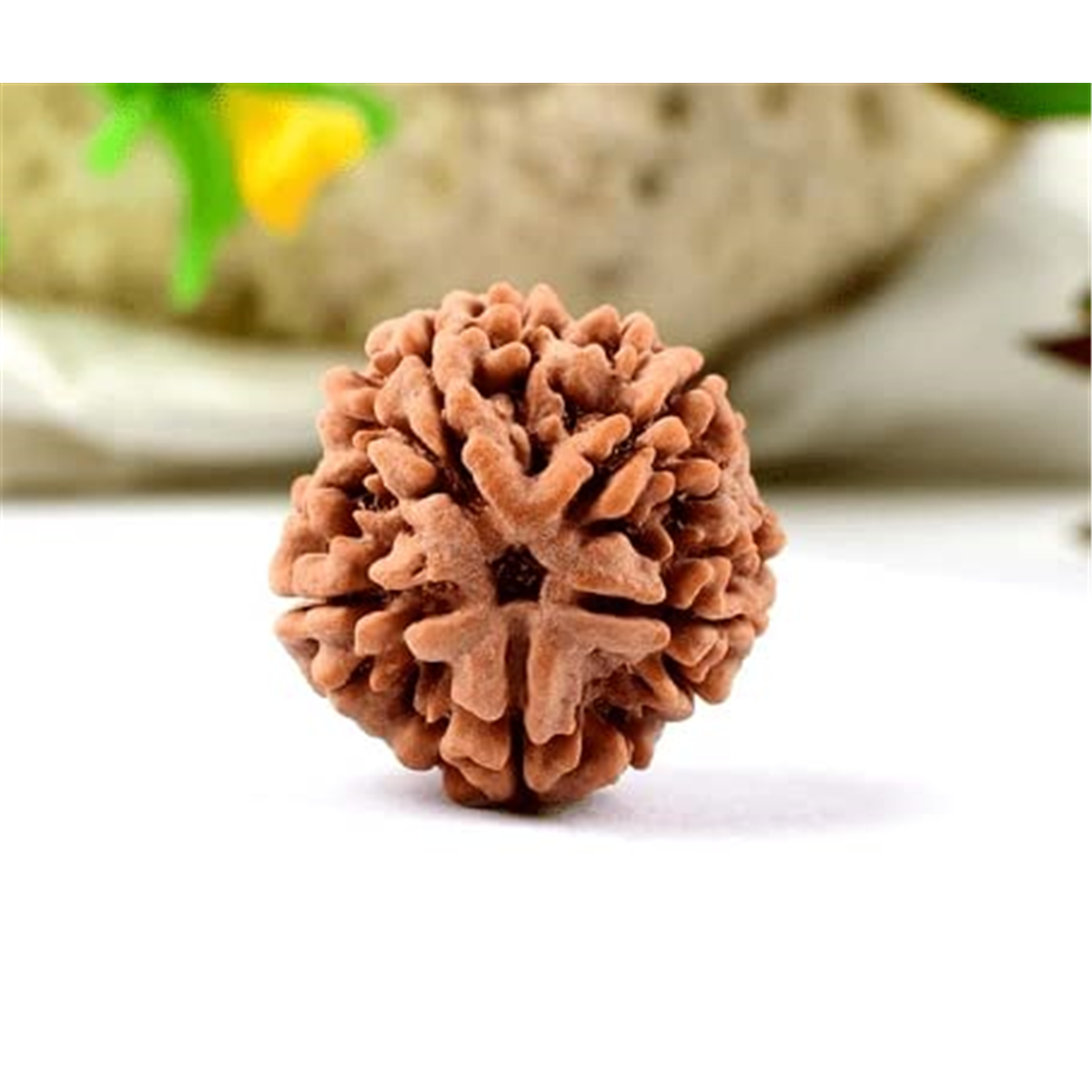 Nugwale - Paanch Mukhi Nepali Rudraksha