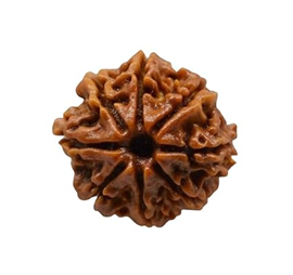 Nugwale - Ashta Mukhi Nepali Rudraksha
