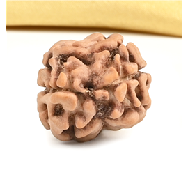 Nugwale - Do Mukhi Nepali Rudraksh