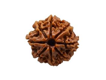 8 Mukhi Rudraksh