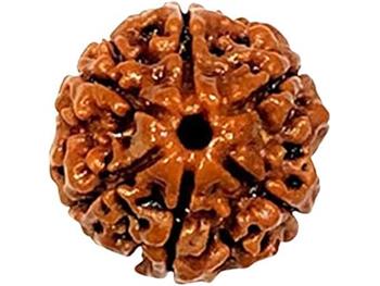6 Mukhi Rudraksh