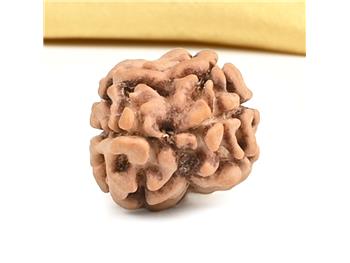 2 Mukhi Rudraksh